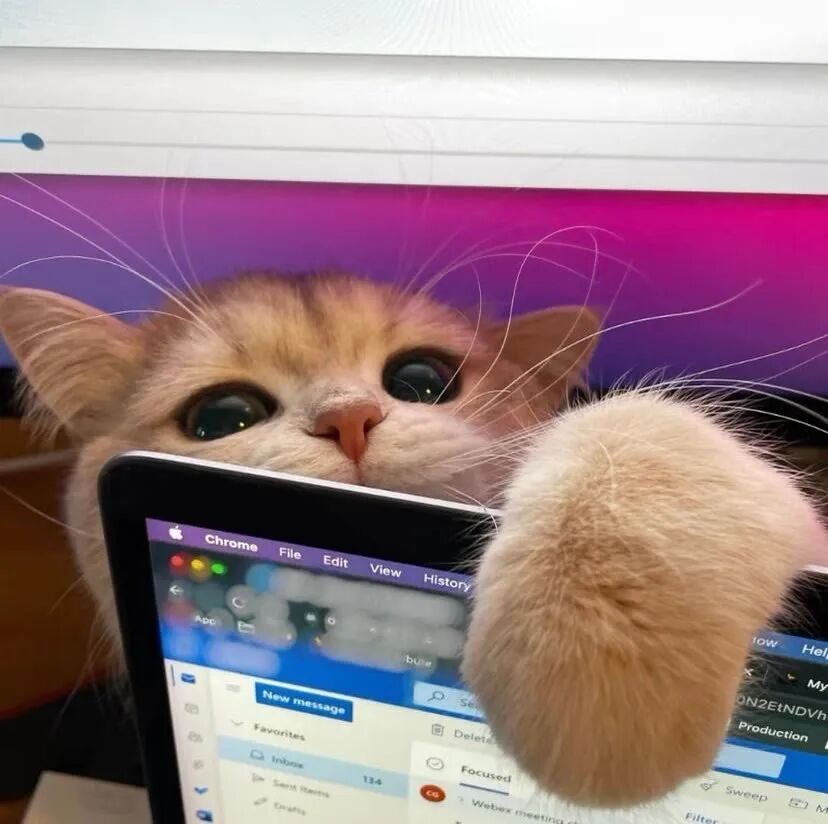 我是不会放弃收集这种图片的