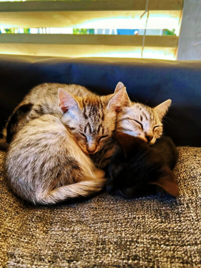 日常
我的精神滋养剂