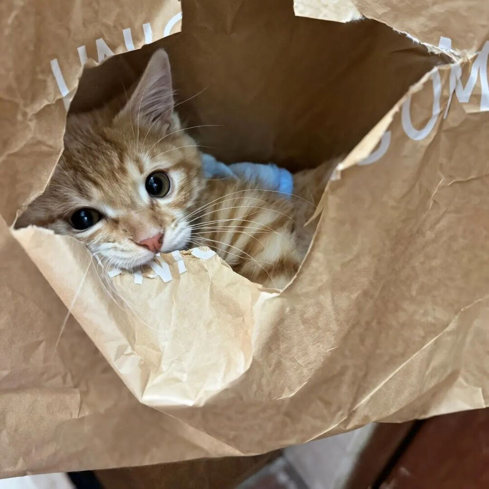 我是不会放弃收集这种图片的