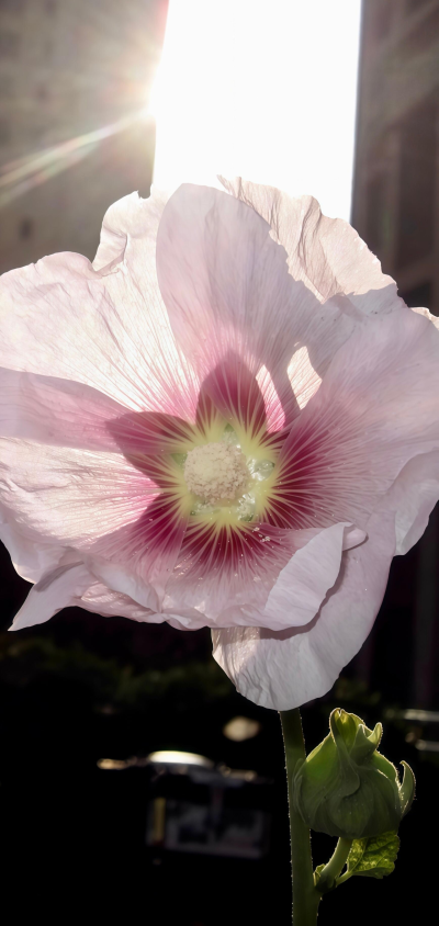 壁纸 背景图 锁屏