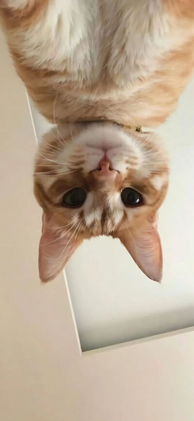 我是不会放弃收集这种图片的