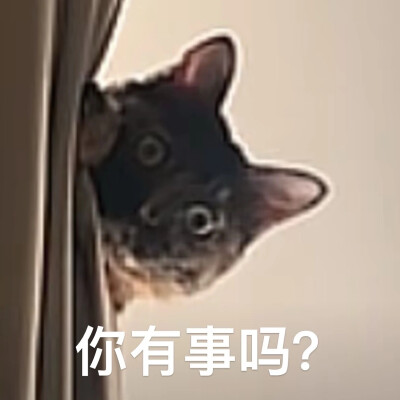猫猫表情包