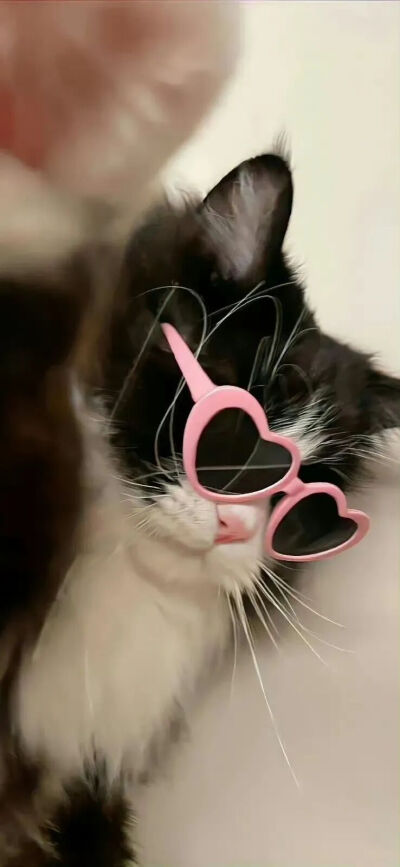 我是不会放弃收集这种图片的