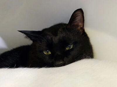 我是不会放弃收集这种图片的