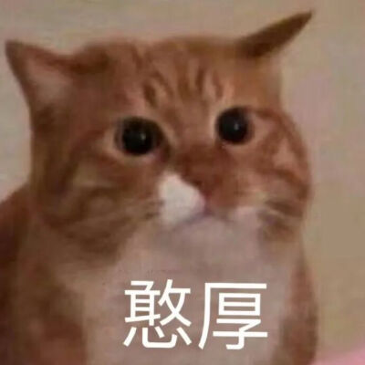 猫猫表情包