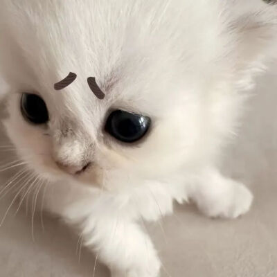 我是不会放弃收集这种图片的