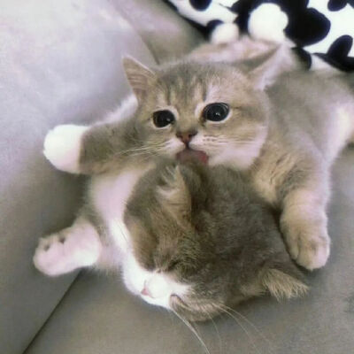 我是不会放弃收集这种图片的