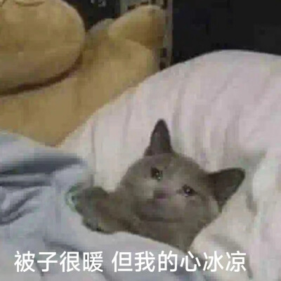 猫猫表情包
