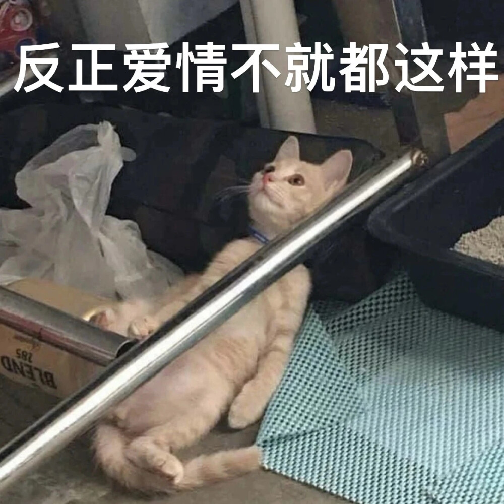 猫猫表情包