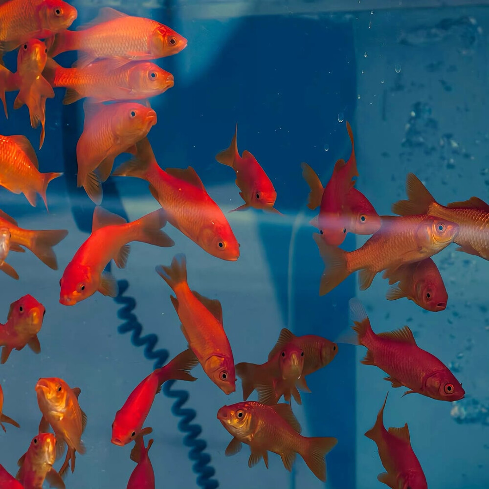 图源ks：偷喝汽水