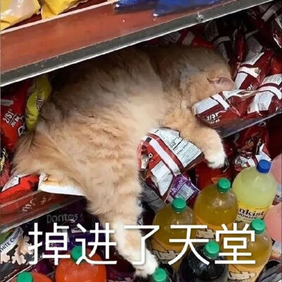 猫猫表情包