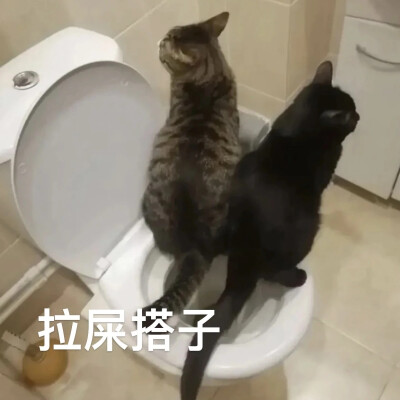 猫猫表情包