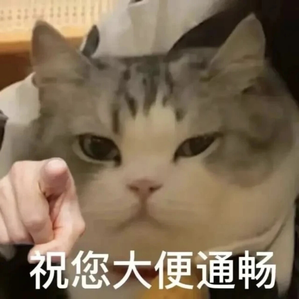 猫猫表情包