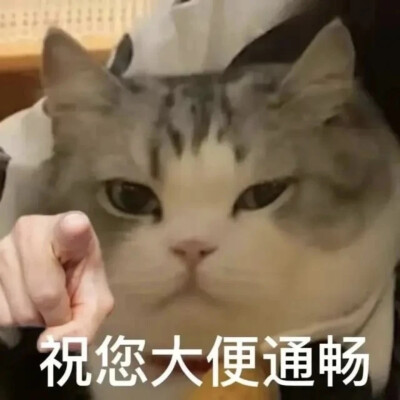 猫猫表情包