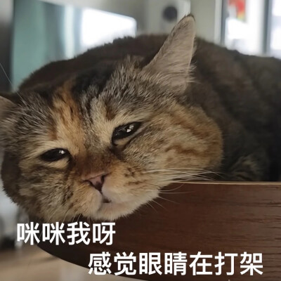 猫猫表情包