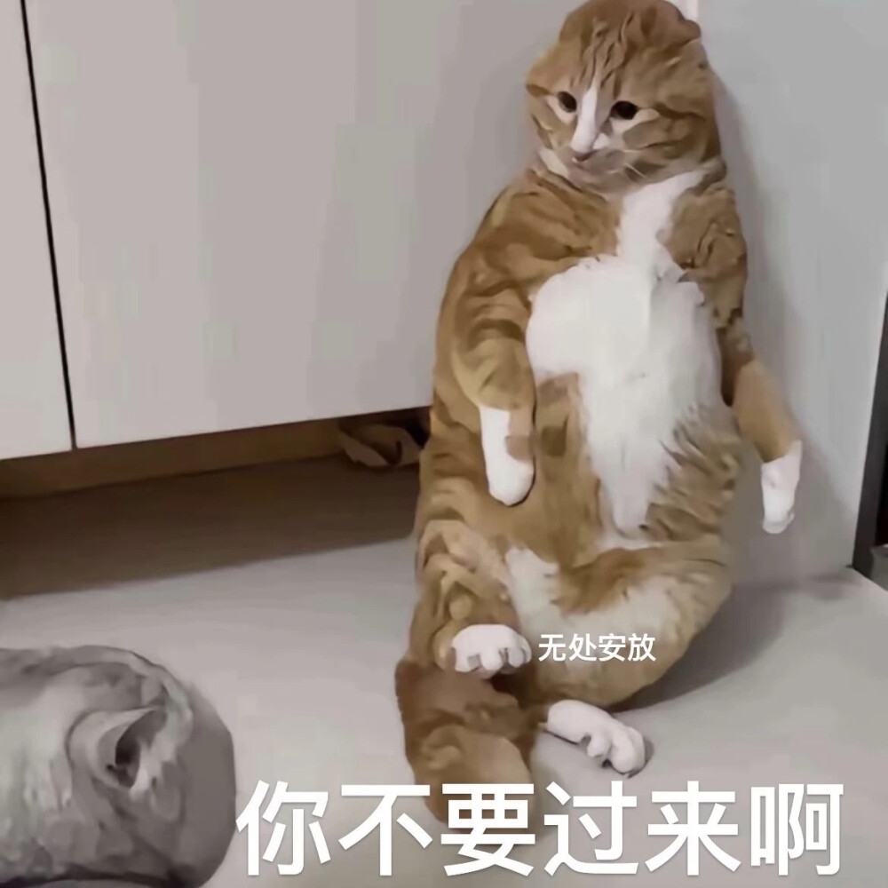 猫猫表情包