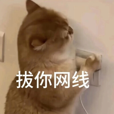 猫猫表情包