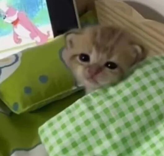 我是不会放弃收集这种图片的