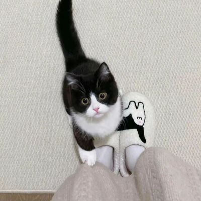 我是不会放弃收集这种图片的