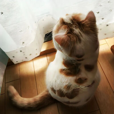 我是不会放弃收集这种图片的