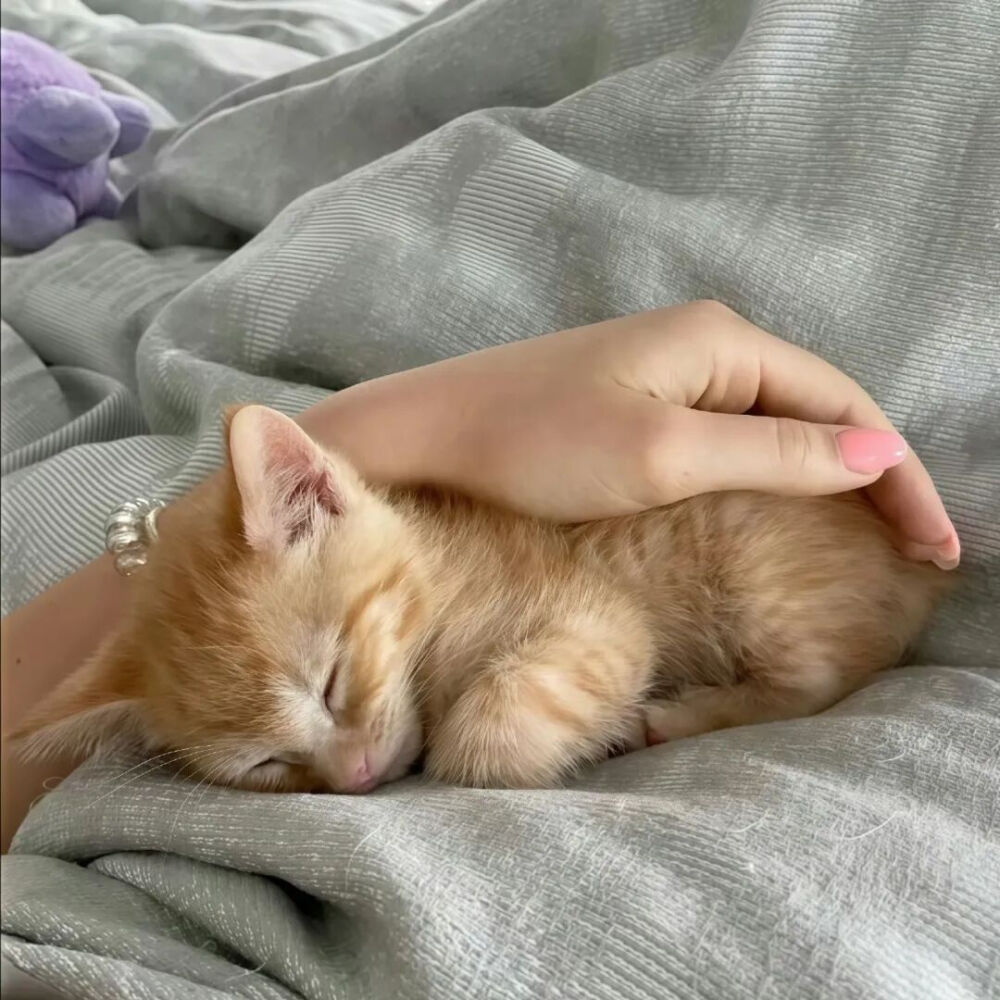 我是不会放弃收集这种图片的