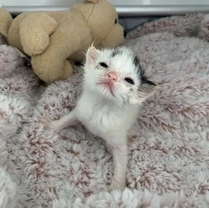 我是不会放弃收集这种图片的