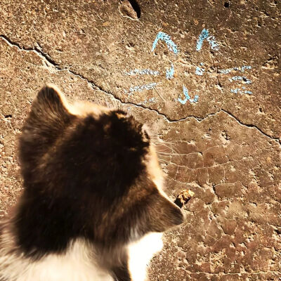 我是不会放弃收集这种图片的