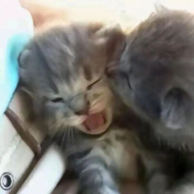 我是不会放弃收集这种图片的