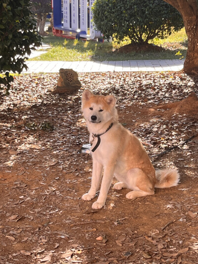 日常 辛德瑞拉cos