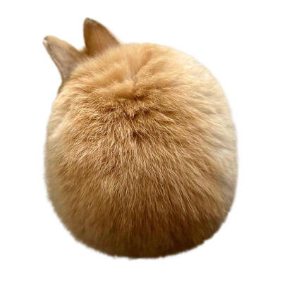 审美积兔 ​​​