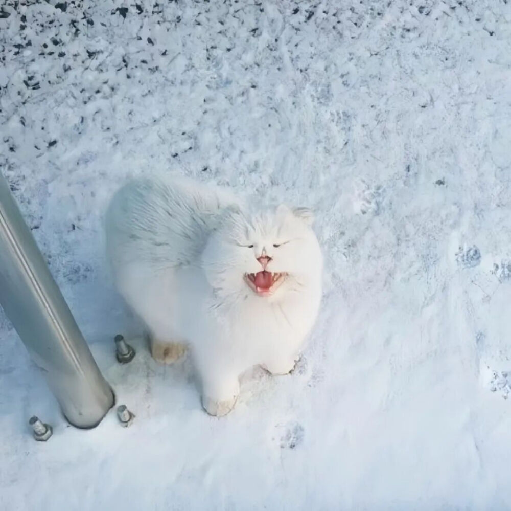 我是不会放弃收集这种图片的