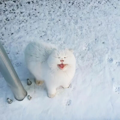 我是不会放弃收集这种图片的