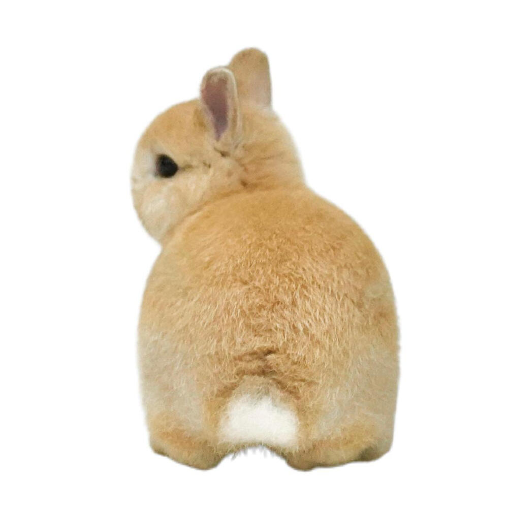 审美积兔 ​​​