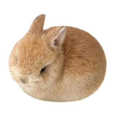 审美积兔 ​​​