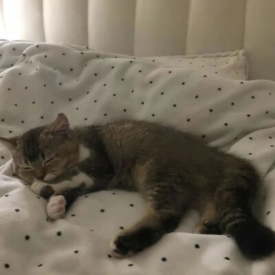 我是不会放弃收集这种图片的