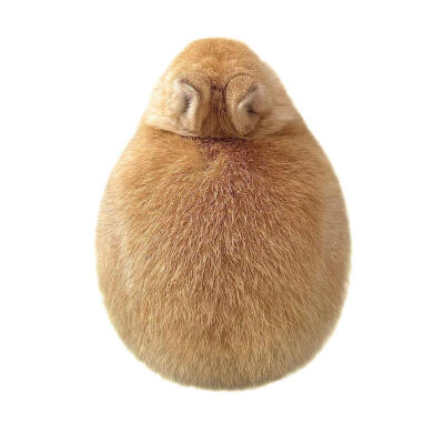 审美积兔 ​​​