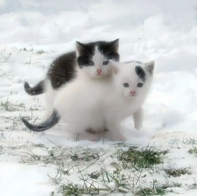 我是不会放弃收集这种图片的