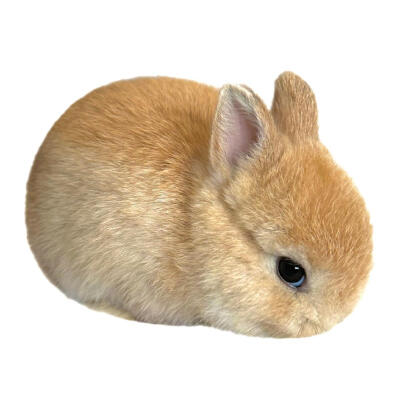 审美积兔 ​​​