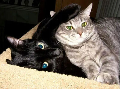 我是不会放弃收集这种图片的