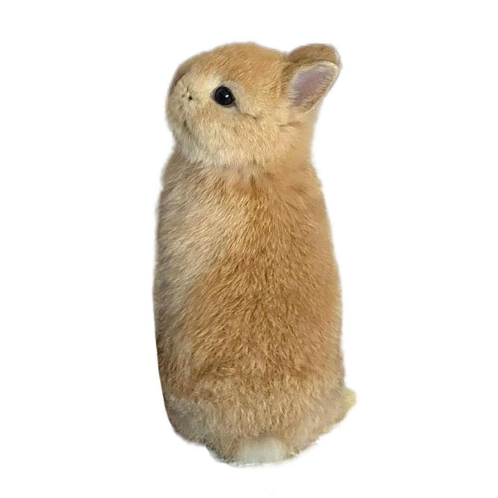 审美积兔 ​​​