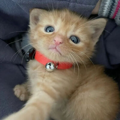 我是不会放弃收集这种图片的