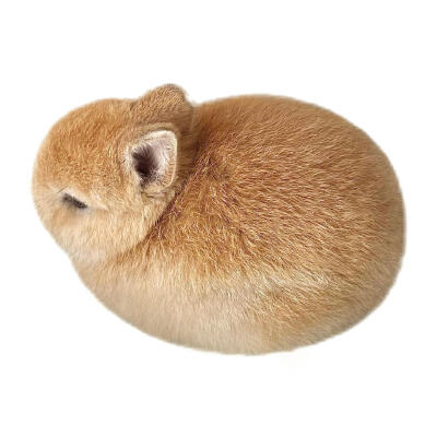 审美积兔 ​​​