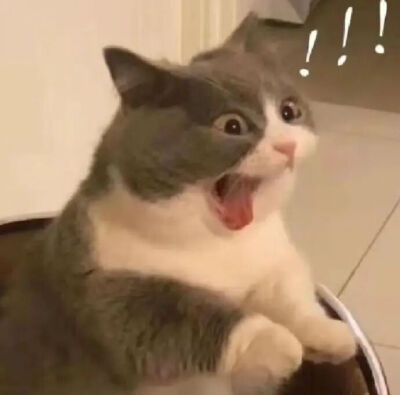 猫猫表情包
