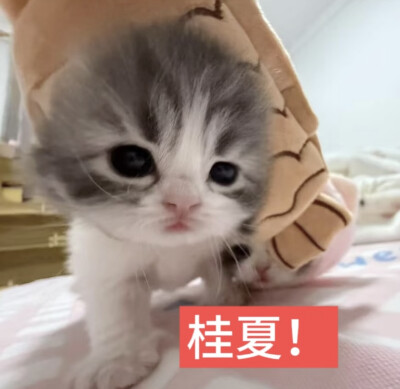 猫猫萌