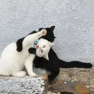 我是不会放弃收集这种图片的