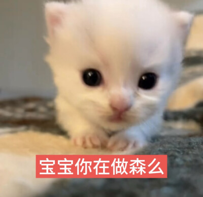 猫猫萌