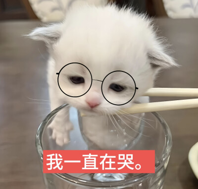 猫猫萌