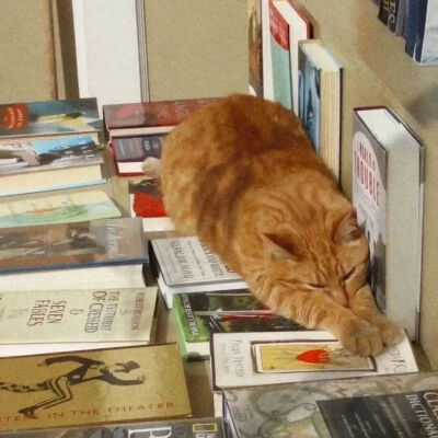 我是不会放弃收集这种图片的