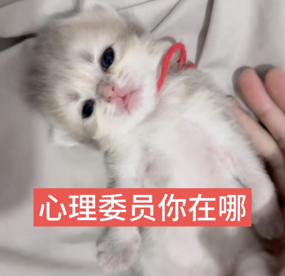 猫猫萌