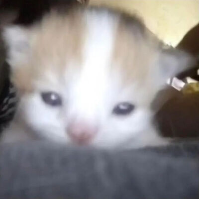 我是不会放弃收集这种图片的